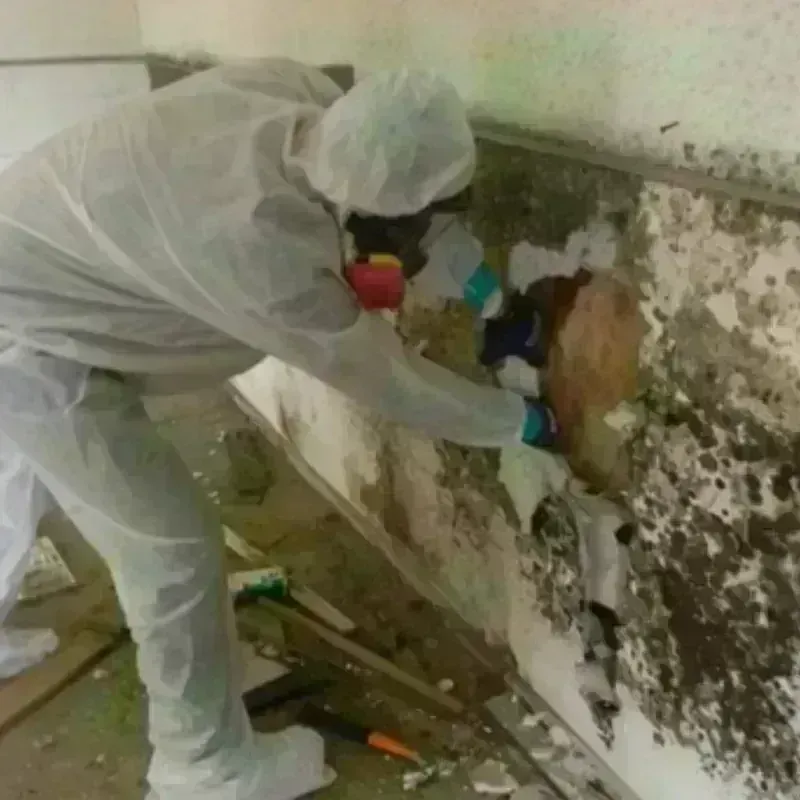 Mold Remediation and Removal in Warsaw, IL